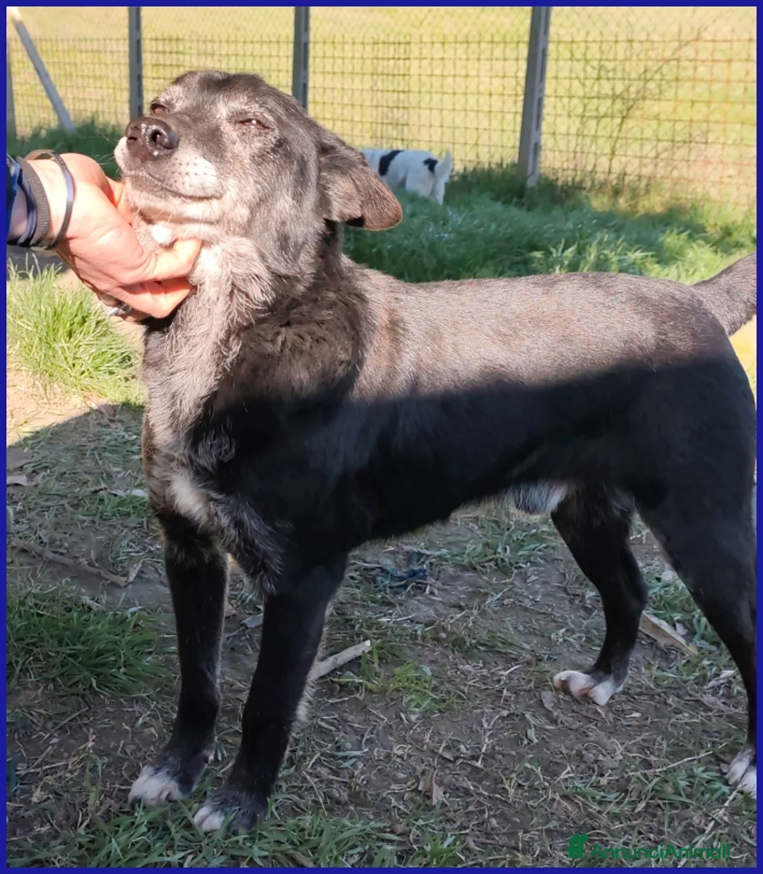 Meticcio cani in regalo: BULLONE, UN TENERO VECCHIETTO CON UN PASSATO SCONO - Annuncio 7