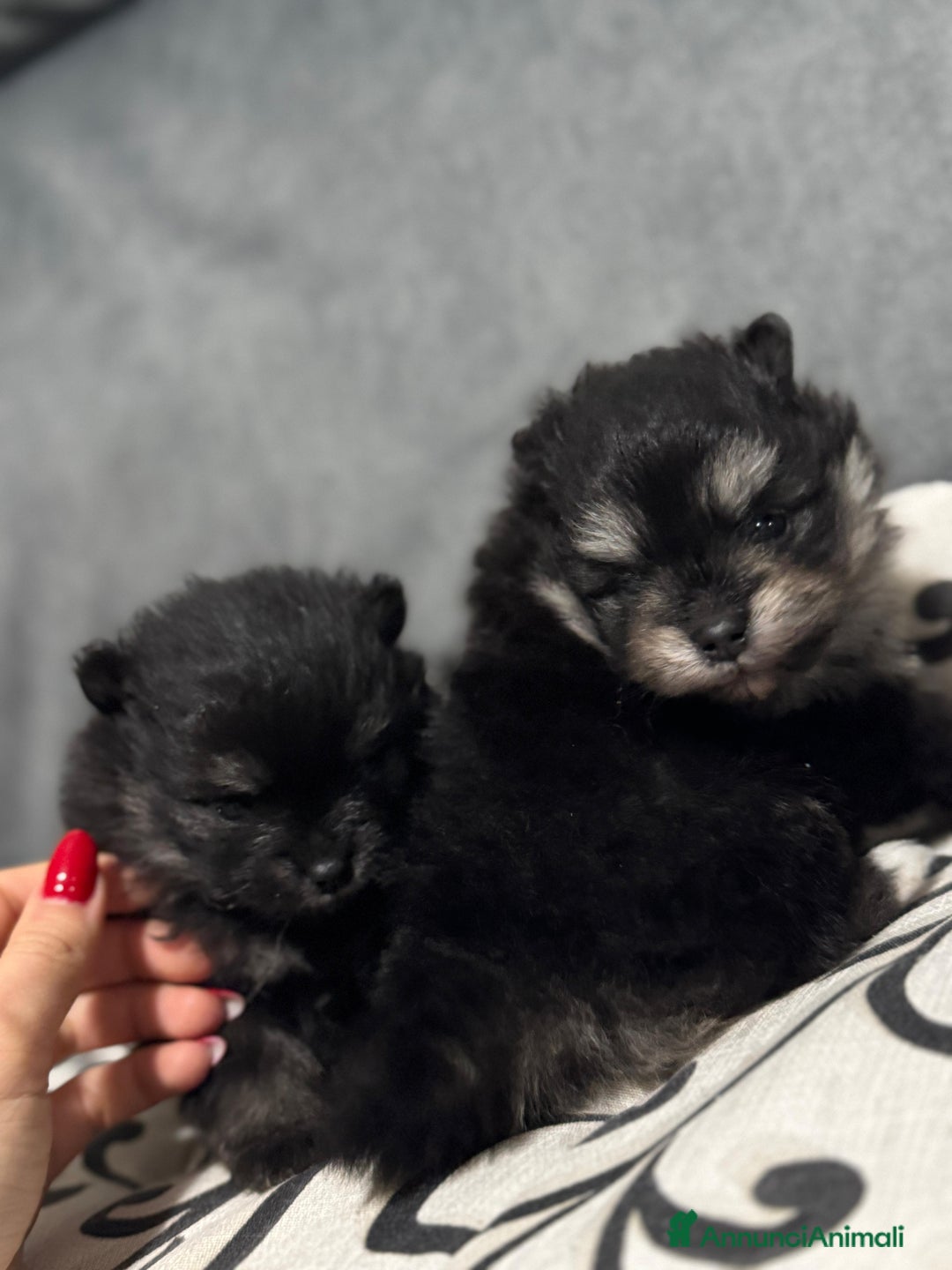 Volpino Pomerania cani in vendita: Volpino pomerania - Annuncio 7