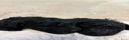 Barboncino cani in vendita: Barboncininnani neri - Annuncio 4