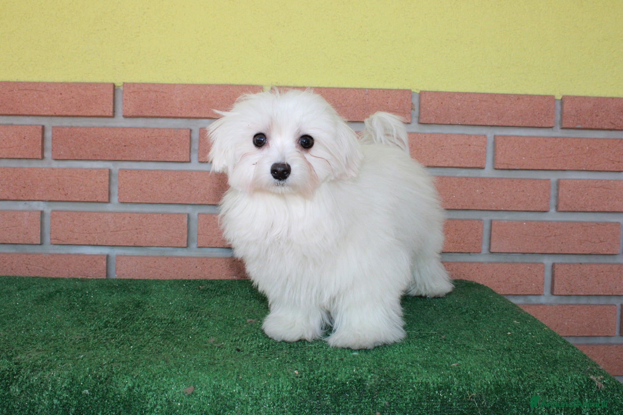 Maltese cani vendo femmine e maschio riproduttori - Annuncio 1