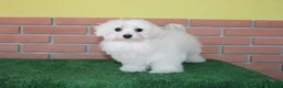 Maltese cani in vendita: vendo femmine e maschio riproduttori - Annuncio 1