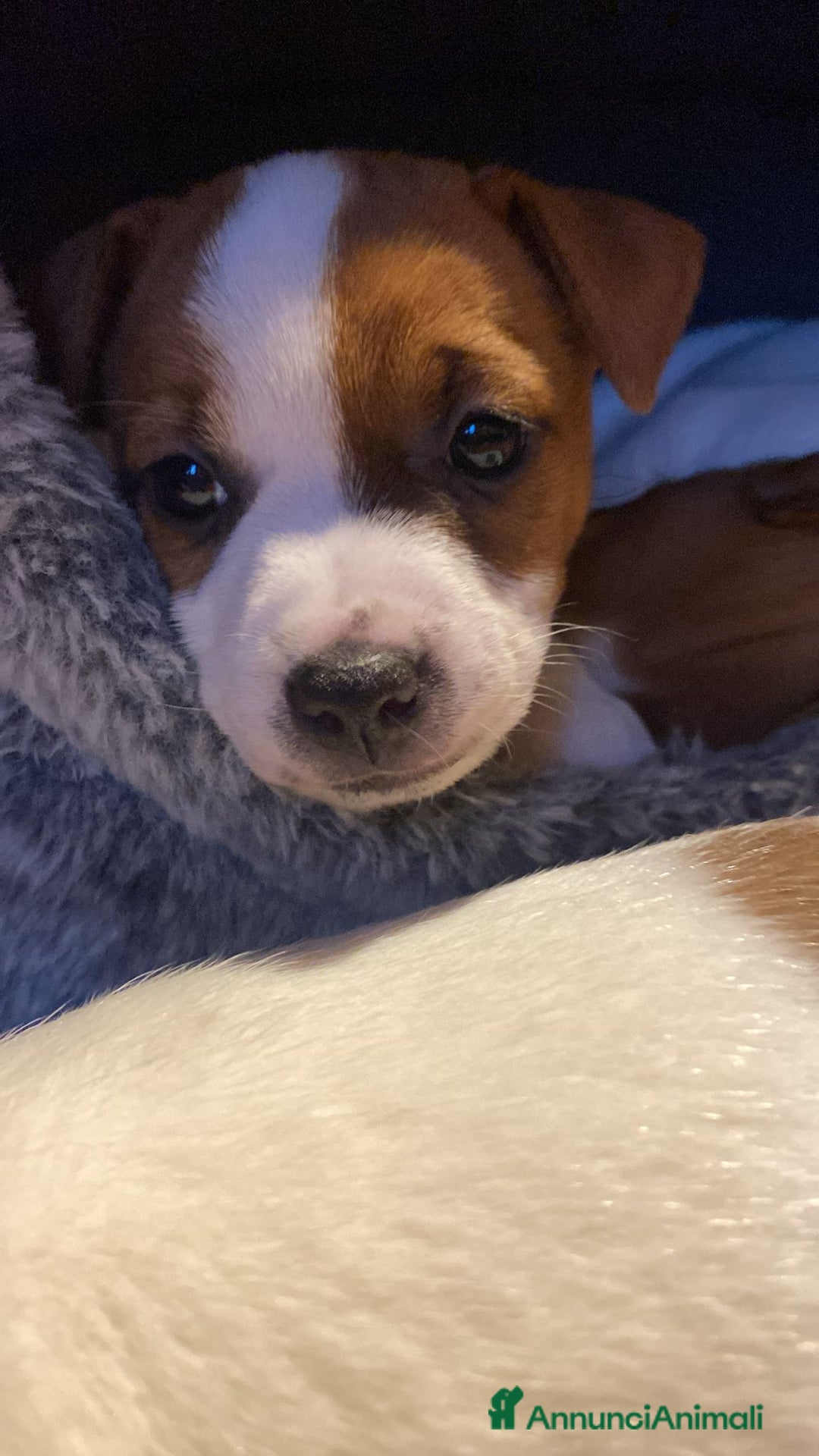 Jack Russell cani in vendita: JACK RUSSELL TERRIER pelo corto pedigree - Annuncio 15