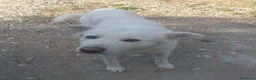 Meticcio cani in regalo: BIAGIO dimenticato in canile... - Annuncio 1