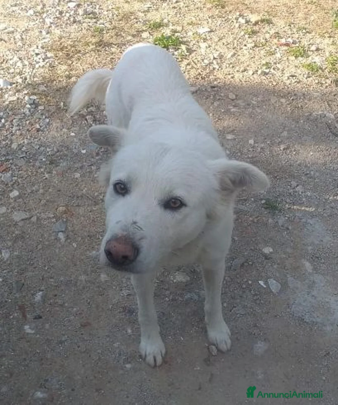Meticcio cani in regalo: BIAGIO dimenticato in canile... - Annuncio 1