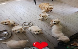 Golden Retriever cani in vendita: Cuccioli golden retriever linea inglese  a Provincia di Ferrara - Immagine 1