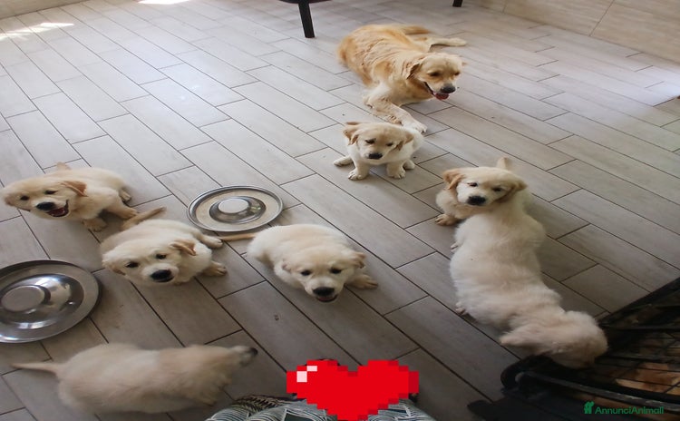 Golden Retriever cani a Provincia di Ferrara - Annuncio 7