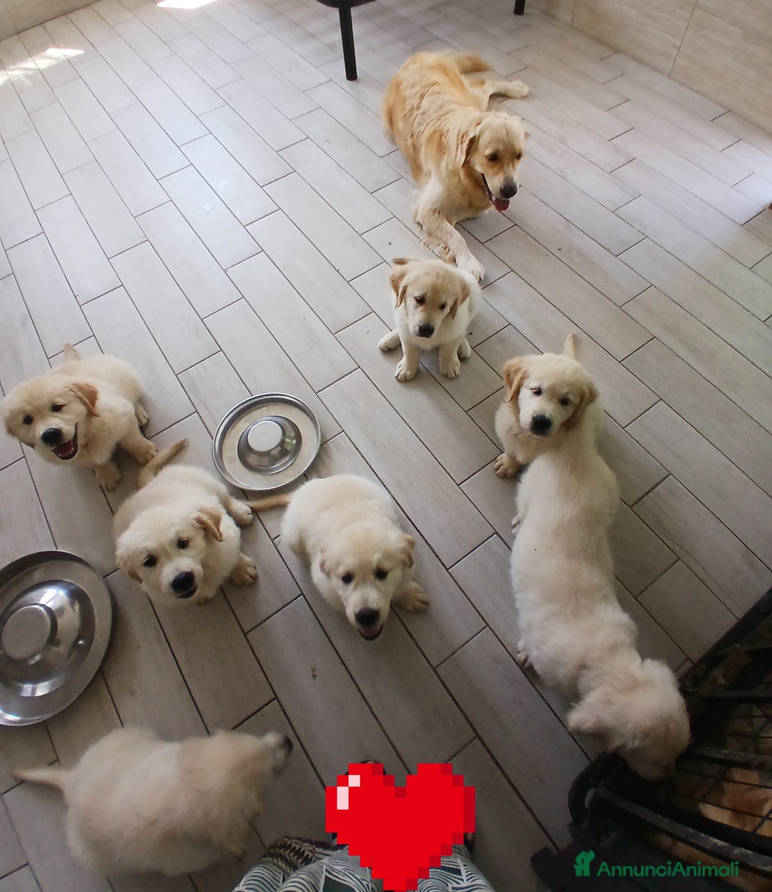 Golden Retriever cani in vendita: Cuccioli golden retriever linea inglese  a Provincia di Ferrara - Immagine 1