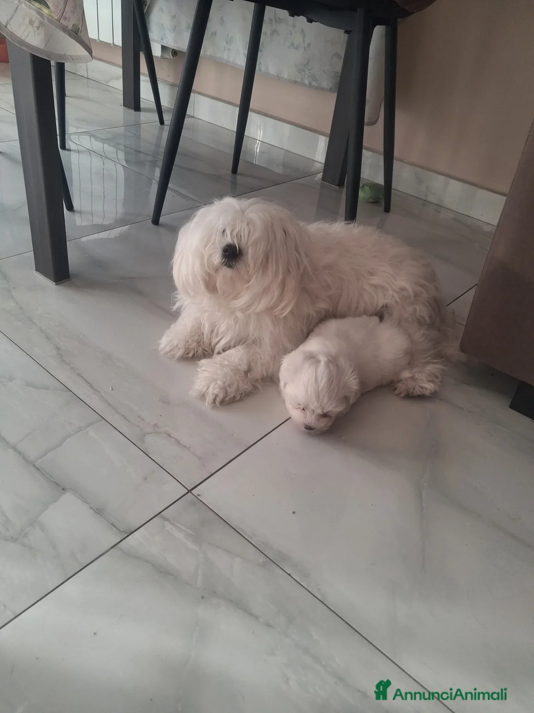 Maltese cani in vendita: Bishom malteze femina - Annuncio 5