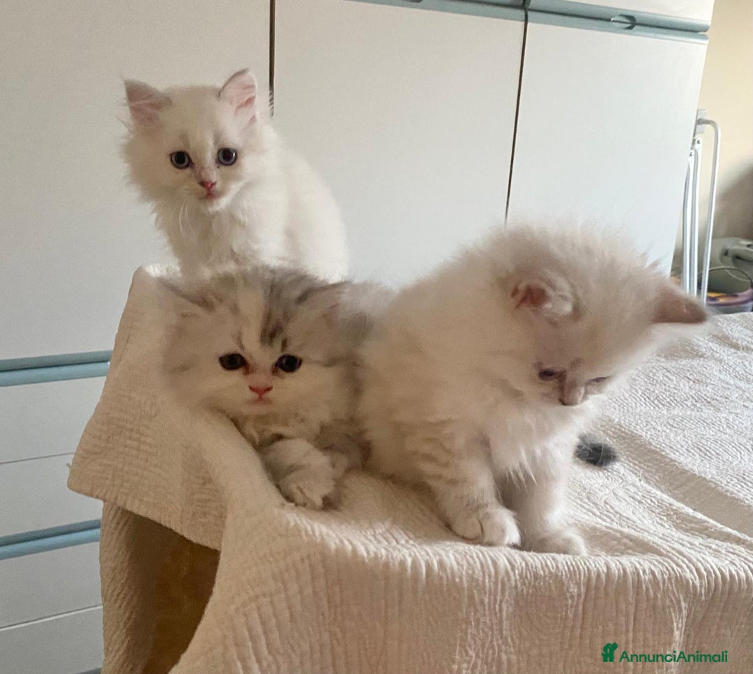 Persiano gatti in vendita: Gattini persiani normotipo  a Provincia di Reggio Emilia - Immagine 11