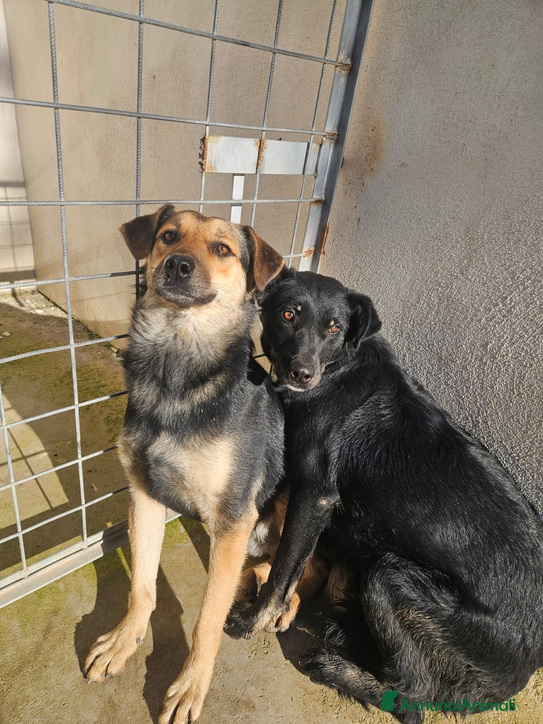 Meticcio cani in regalo: Carlo: 1 anno e mezzo, socievole, timido, dolce a Città Metropolitana di Genova - Annuncio 35