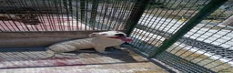 Labrador cani in regalo: Lucia femmina di simil Labrador - Annuncio 4