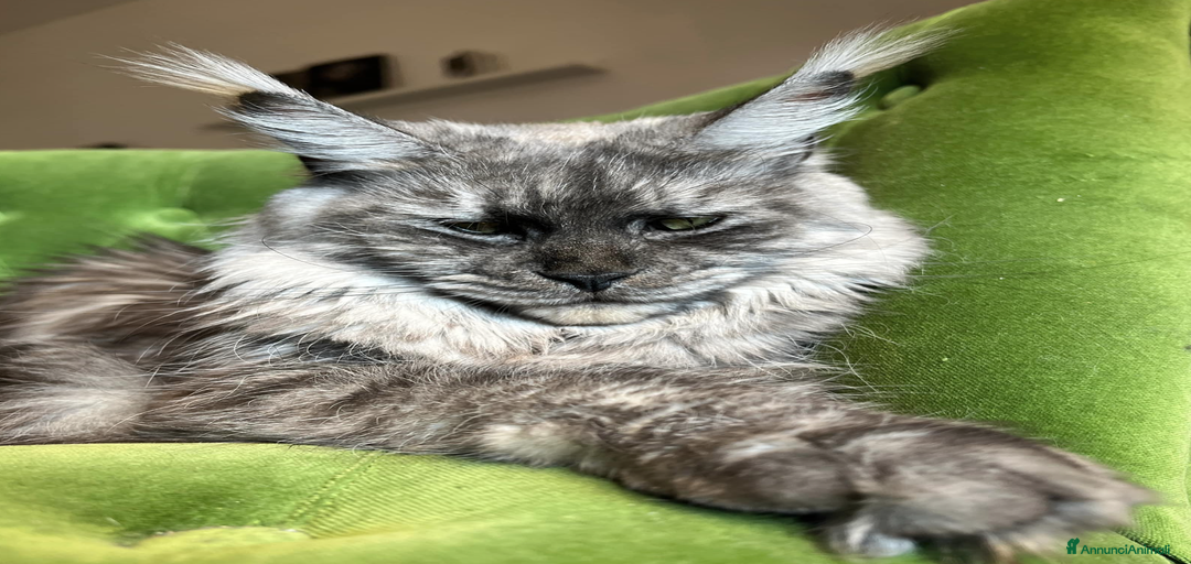 Immagine della galleria {{count}}