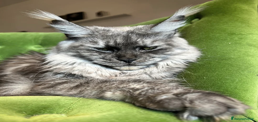 Immagine della galleria {{count}}