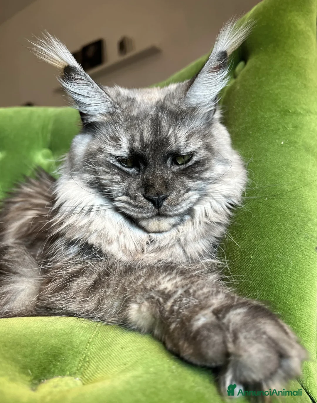 Immagine della galleria {{count}}