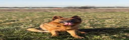 Pastore Tedesco cani in vendita: Cucciola di pastore tedesco  - Annuncio 4