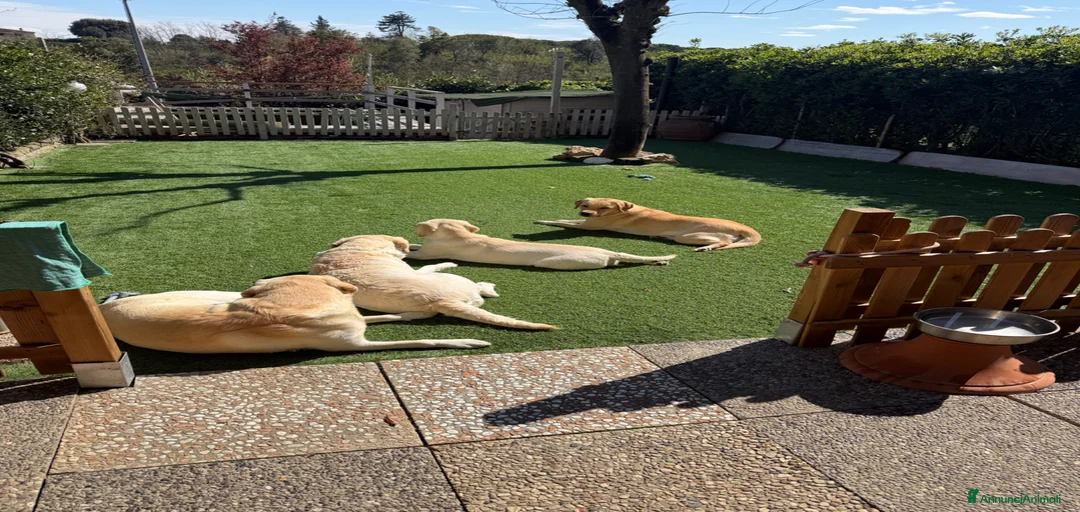 Immagine della galleria {{count}}