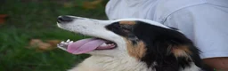 Australian Shepherd cani in vendita: Australian Shepherd pedigree ENCI - Annuncio 27