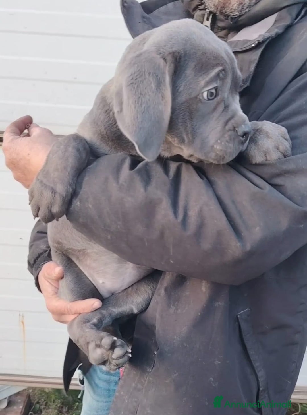Cane Corso cani in vendita: Cane corso cuccioli  - Annuncio 3