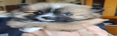 Volpino Pomerania Cucciolo 3