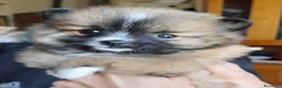 Volpino Pomerania cani in vendita: Spiz tedesco volpini della pomerania - Annuncio 4
