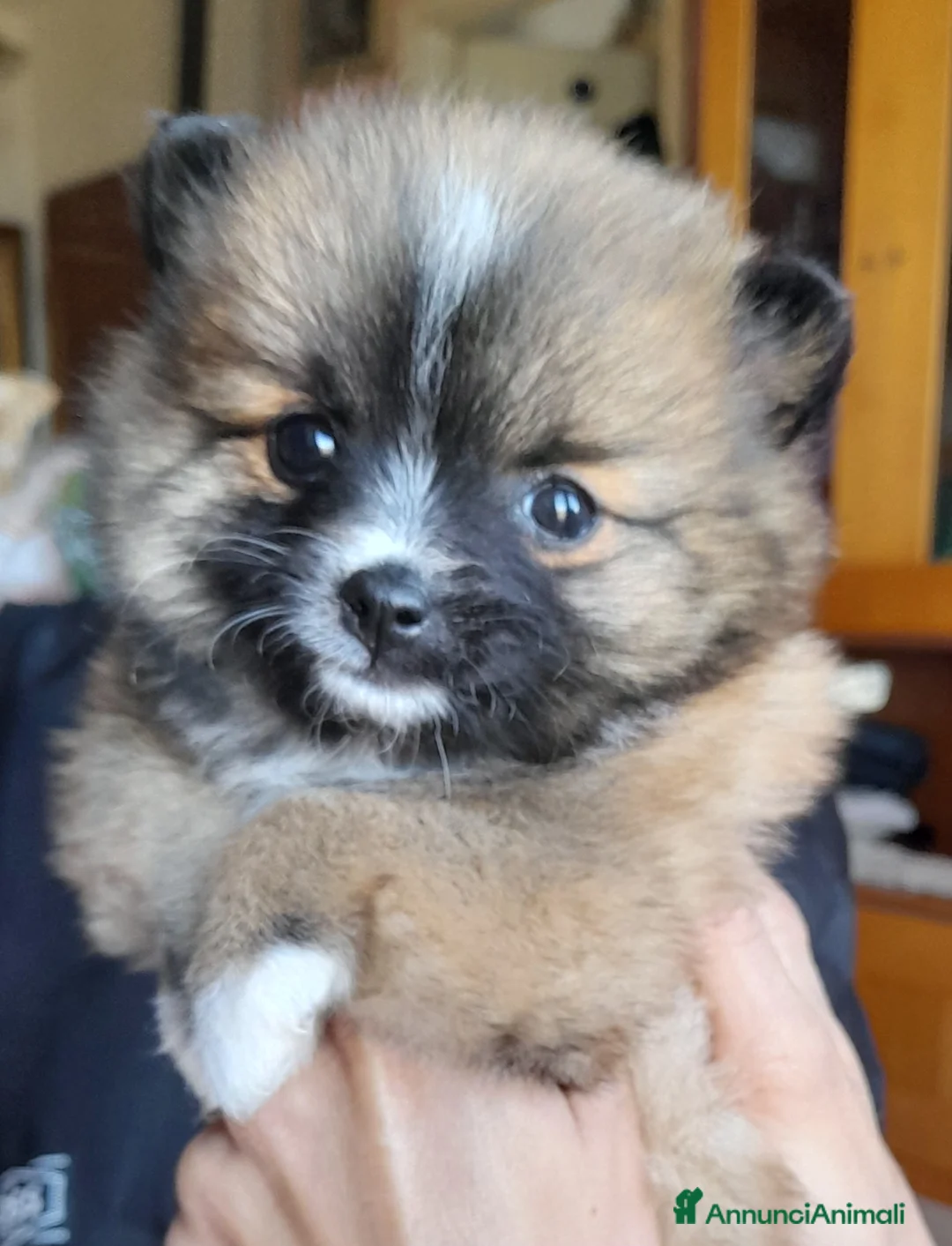 Volpino Pomerania cani in vendita: Spiz tedesco volpini della pomerania - Annuncio 4