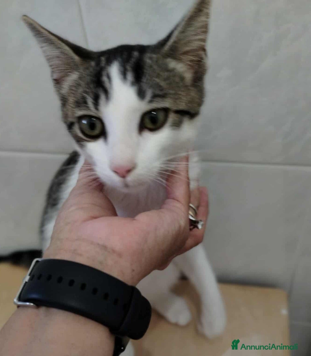 Europeo gatti in regalo: PACO, dolce micino in adozione! - Annuncio 3