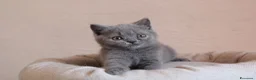 British gatti in vendita: British Shorthair  - Annuncio 6