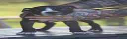 Pitbull cani in vendita: Cuccioli Pit Bull con pedigree anche a rate - Annuncio 20