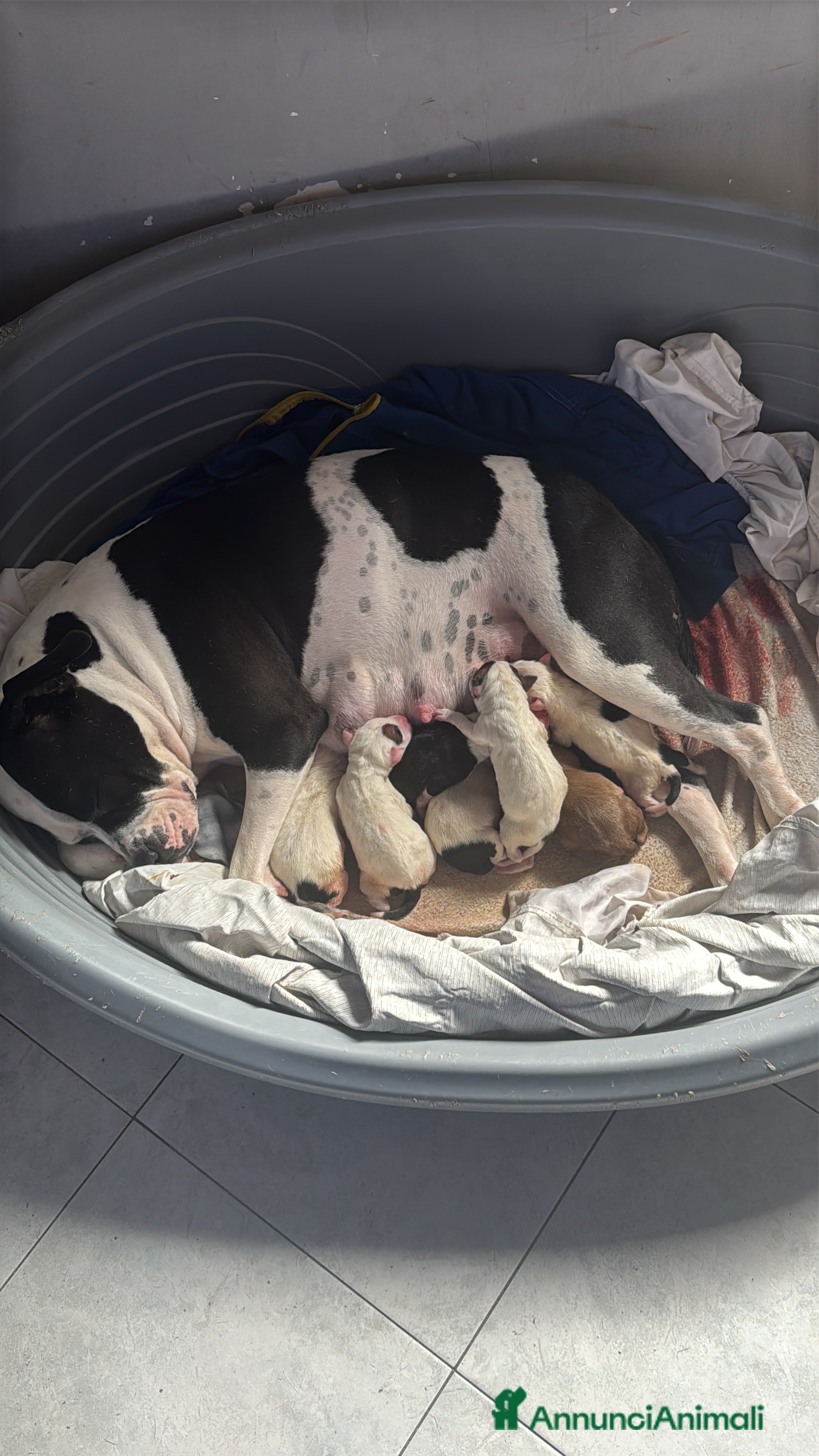 Pitbull cani Cuccioli di pitbull  - Annuncio 1