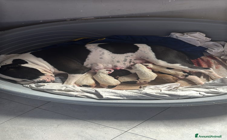 Pitbull cani Cuccioli di pitbull  - Annuncio 1