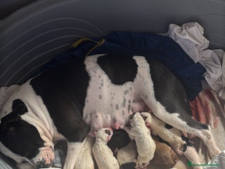 Pitbull cani Cuccioli di pitbull - Annuncio 3