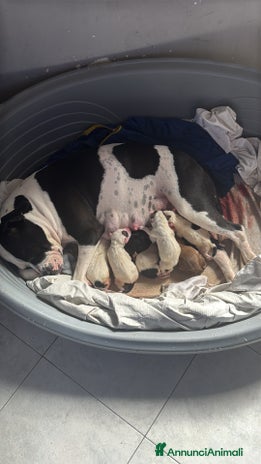 Pitbull cani Cuccioli di pitbull - Annuncio 1