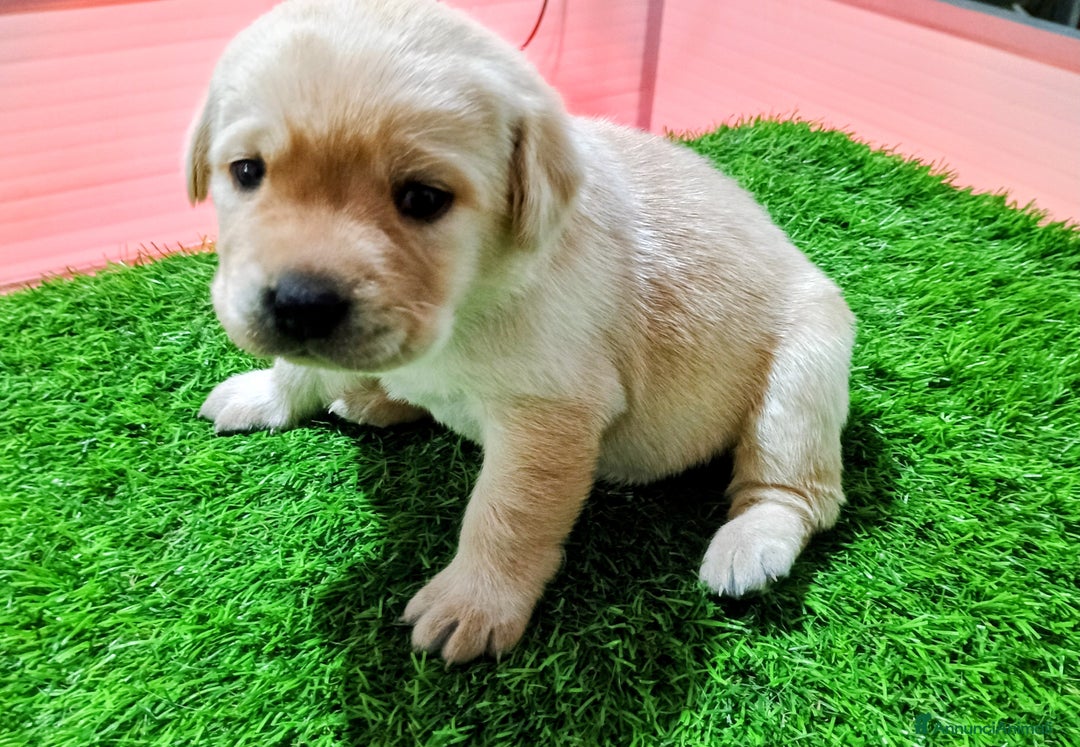 Labrador cani in vendita: Cuccioli Labrador Retriever gialli con pedigree  - Annuncio 4