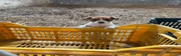 Jack Russell cani in vendita: Cuccioli Jack Russell cercano casa - Annuncio 4