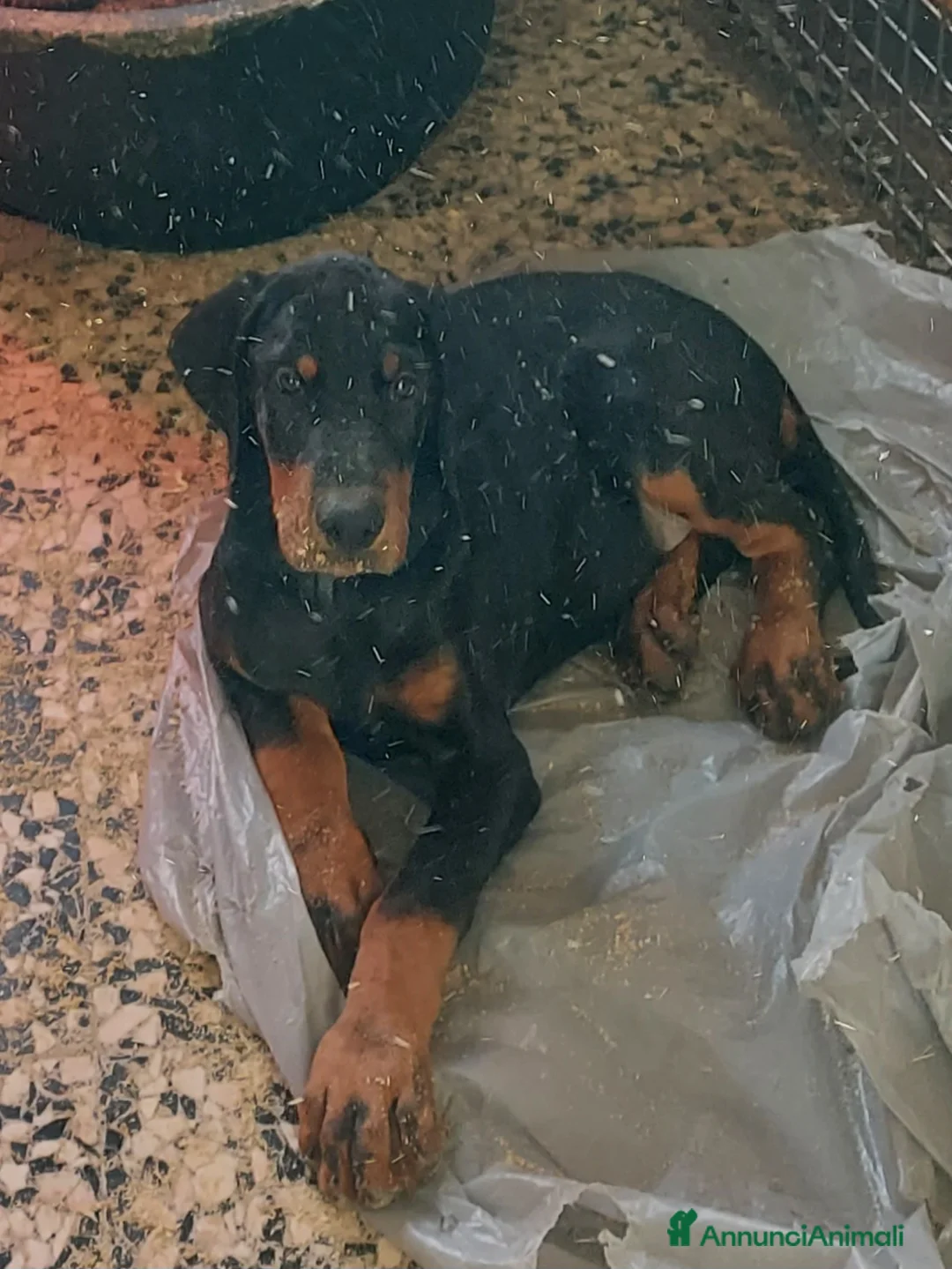 Dobermann cani in vendita: Cucciolo dobermann  - Annuncio 2