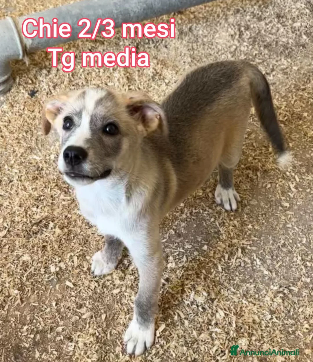 Meticcio cani in regalo: CUCCIOLI IN CERCA DI CASA a Provincia di Prato - Annuncio 2