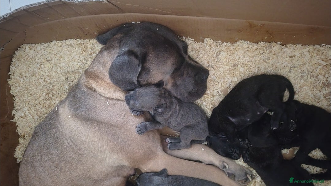 Cane Corso cani in vendita: Cane corso  - Annuncio 1