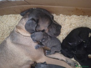 Cane Corso cani Cane corso - Annuncio 12