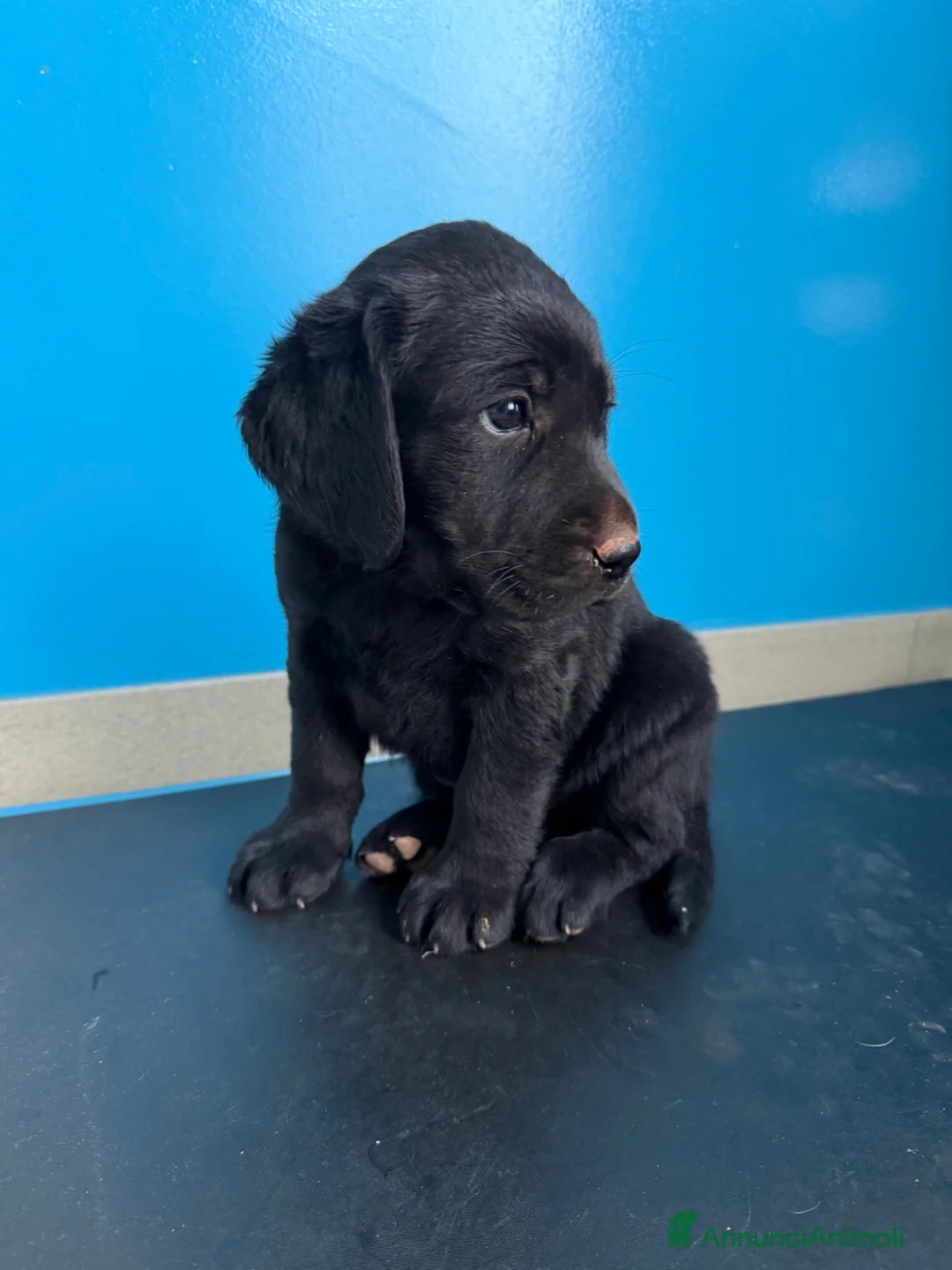 Labrador cani in vendita: Cuccioli Labrador  - Annuncio 2