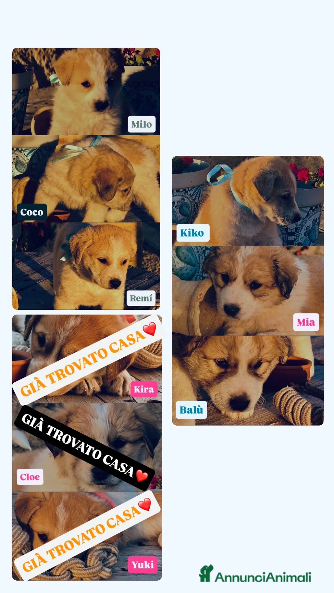 Meticcio cani in regalo: Cuccioli meticci di pastore siciliano cercano casa - Annuncio 4