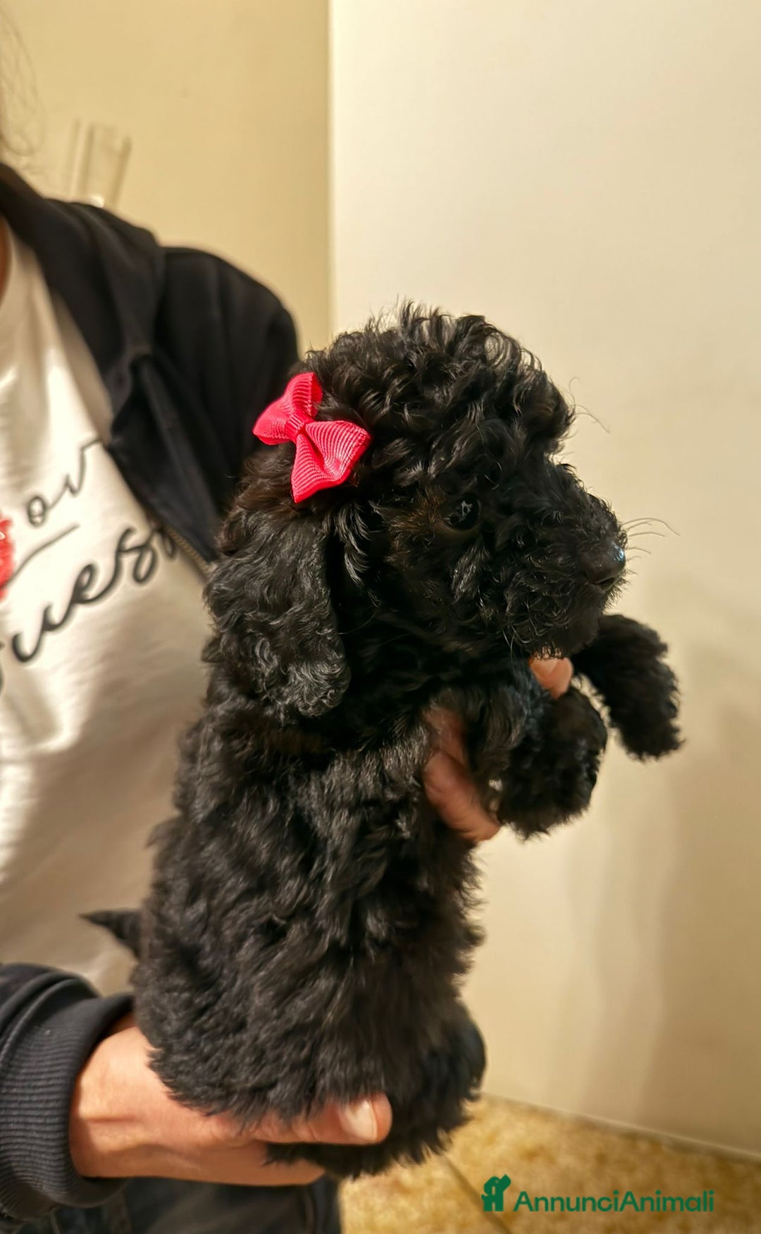 Barboncino cani in vendita: barboncini  - Annuncio 3