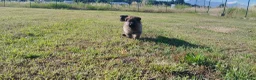 Pastore Tedesco cani in vendita: Pastore tedesco  - Annuncio 3