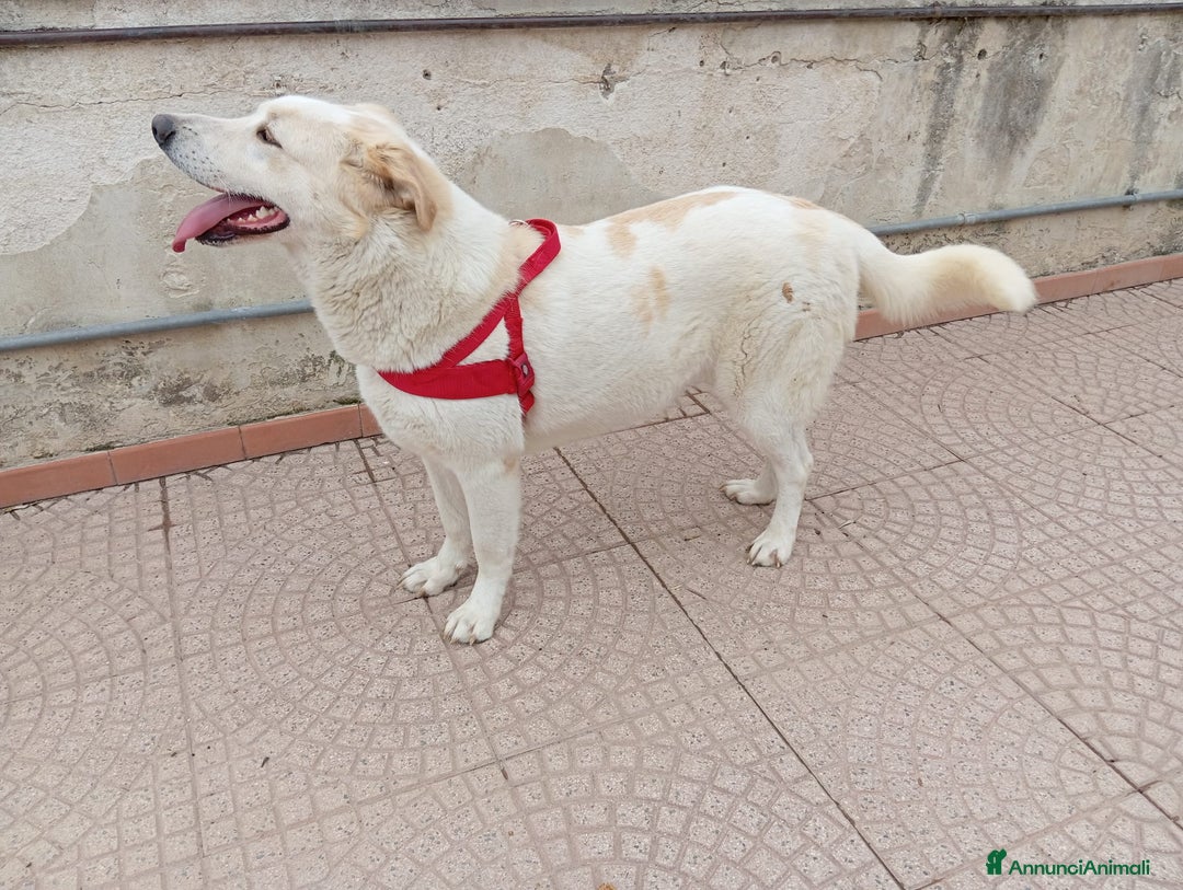 Meticcio cani in regalo: Nuage: cucciolona taglia media socievole  a Città Metropolitana di Genova - Annuncio 11