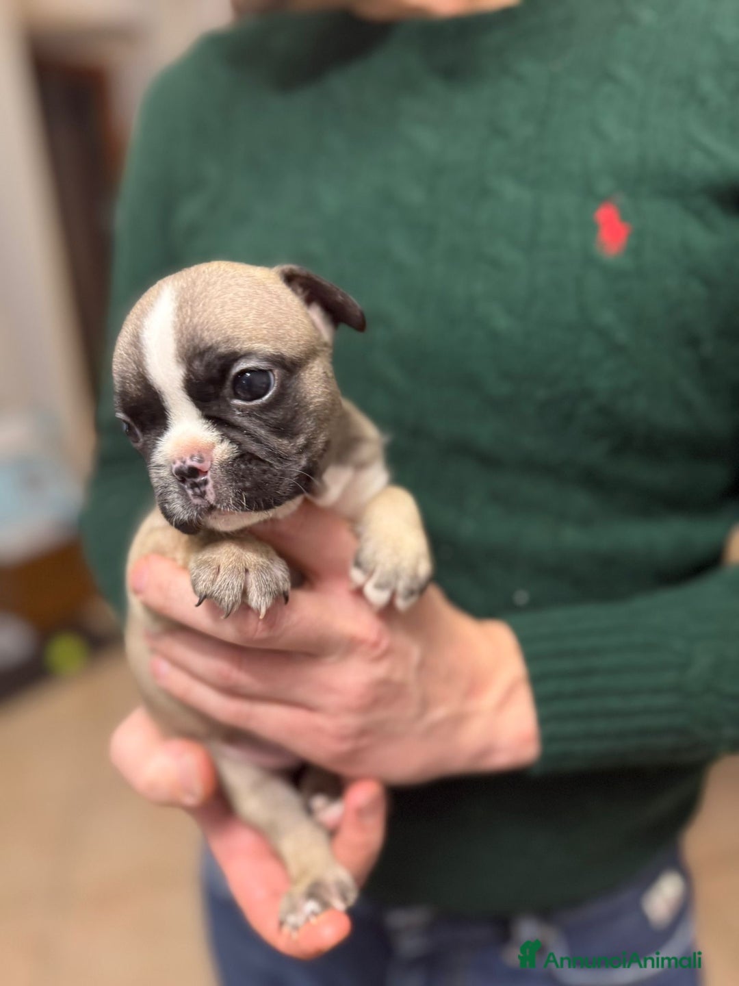 Bulldog Francese cani in vendita: Cuccioli di Buldog francese  - Annuncio 8