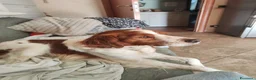 Breton cani in regalo: Cane adulto breton a Provincia di Biella - Annuncio 2