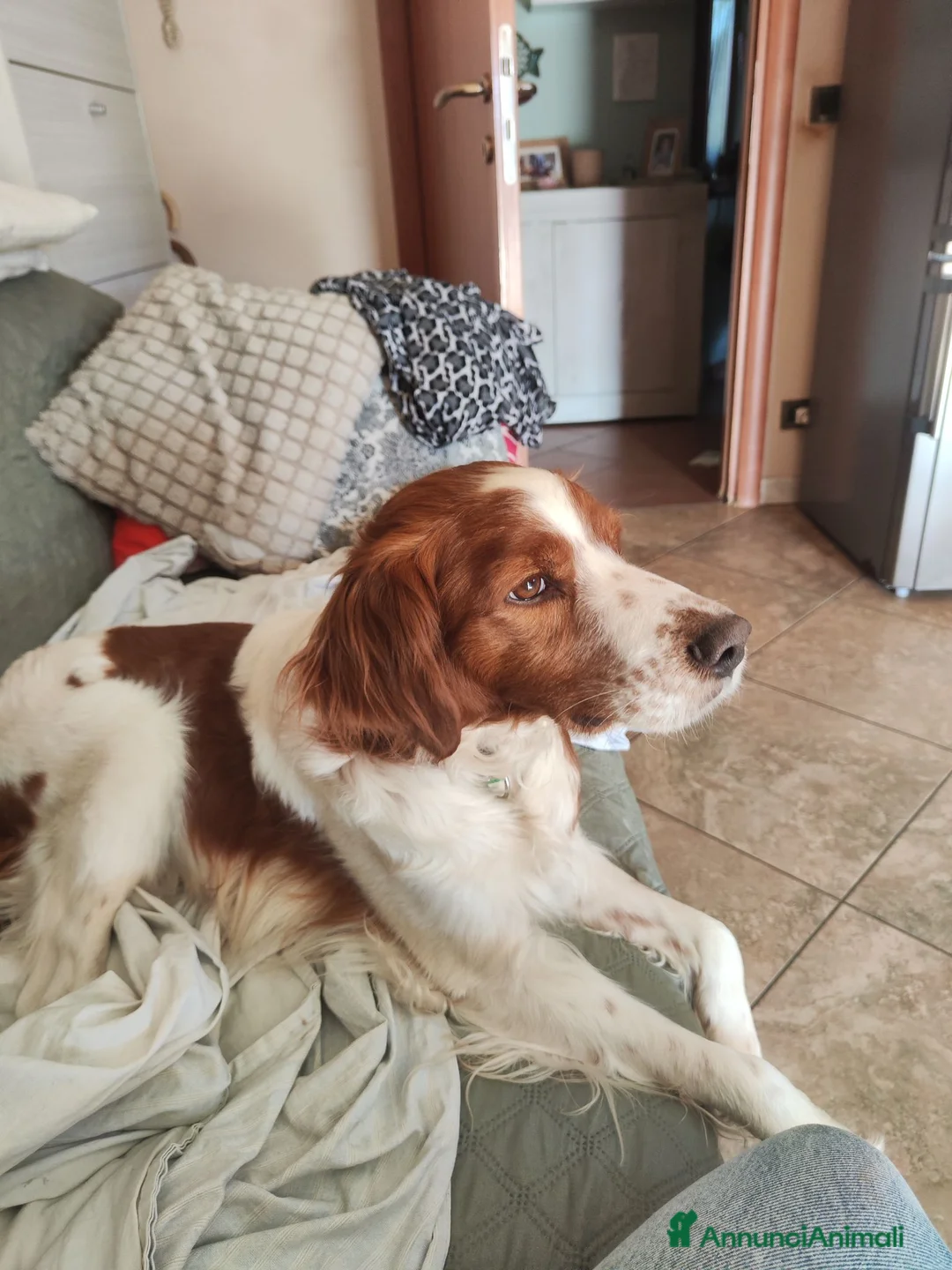 Breton cani in regalo: Cane adulto breton a Provincia di Biella - Annuncio 2