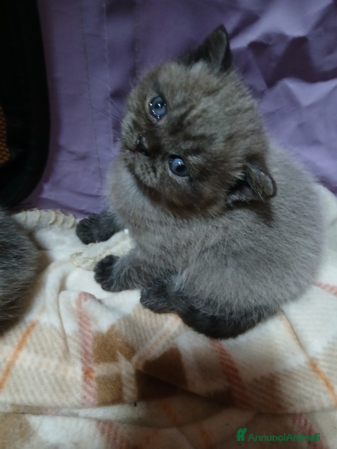 Scottish gatti in vendita: Cuccioli scottish straight - Annuncio 9