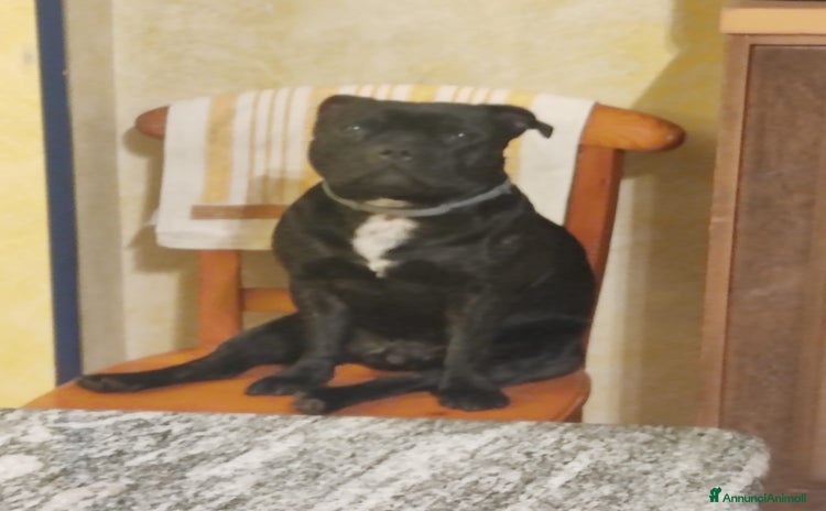 Staffordshire cani a Città metropolitana di Palermo - Annuncio 3