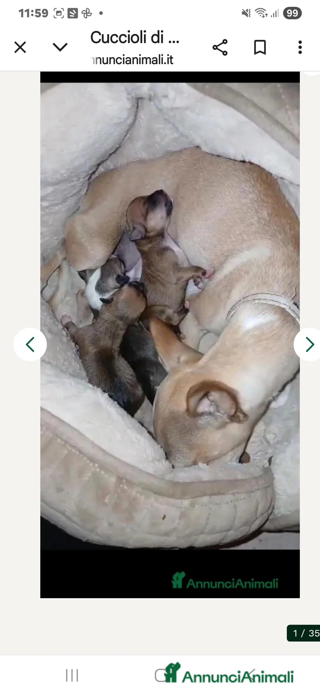 Chihuahua cani in vendita: Cuccioli di chihuahua - Annuncio 31