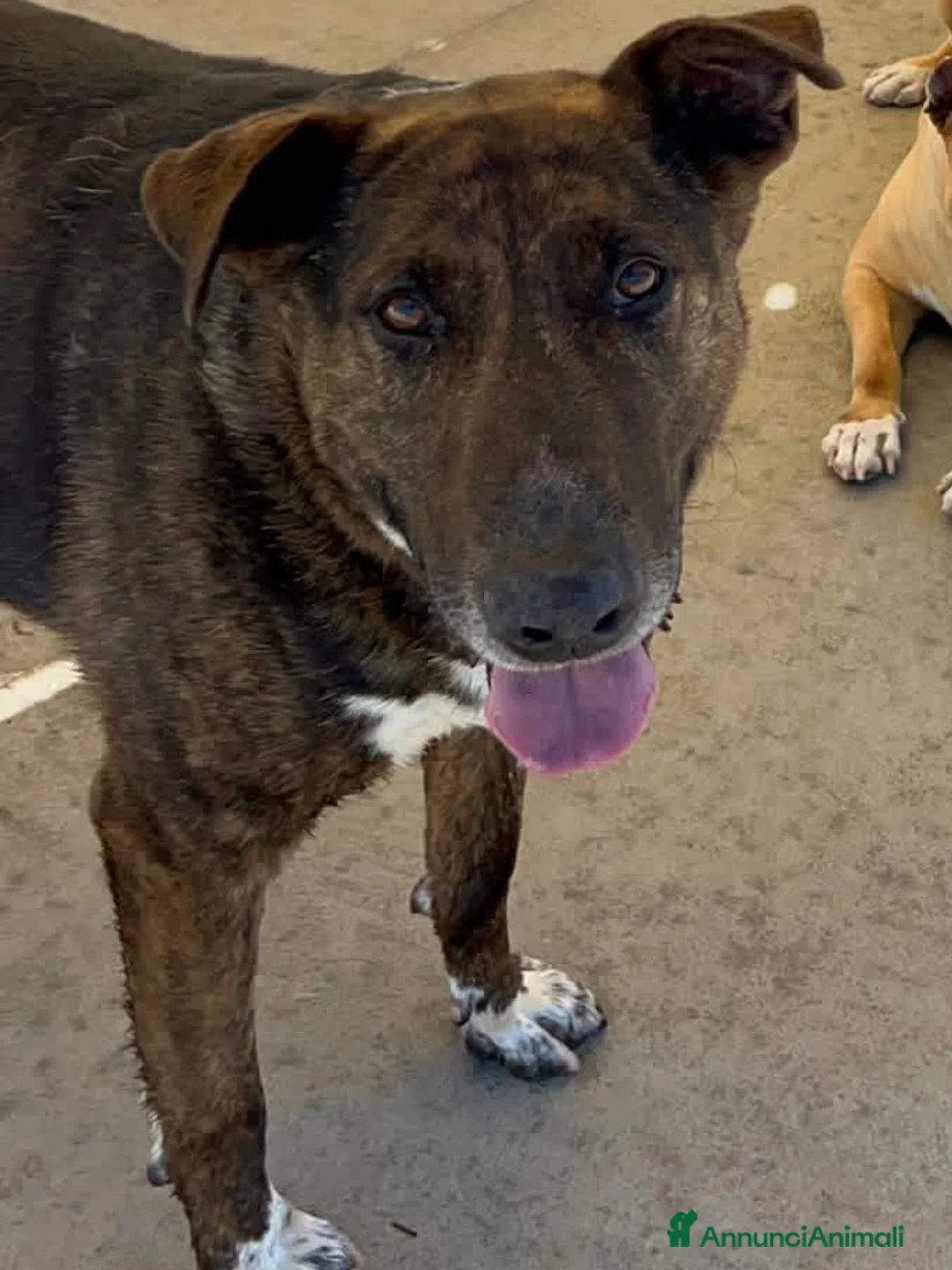 Meticcio cani in regalo: Bully derivato bull terrier in adozione Latina - Annuncio 5